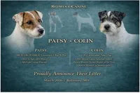 Bonnie, a female Parson Russell Terrier for sale in Joppa, MD – Photo 1 of 7