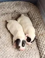 Bonnie, a female Parson Russell Terrier for sale in Joppa, MD – Photo 6 of 7