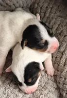 Bonnie, a female Parson Russell Terrier for sale in Joppa, MD – Photo 2 of 7