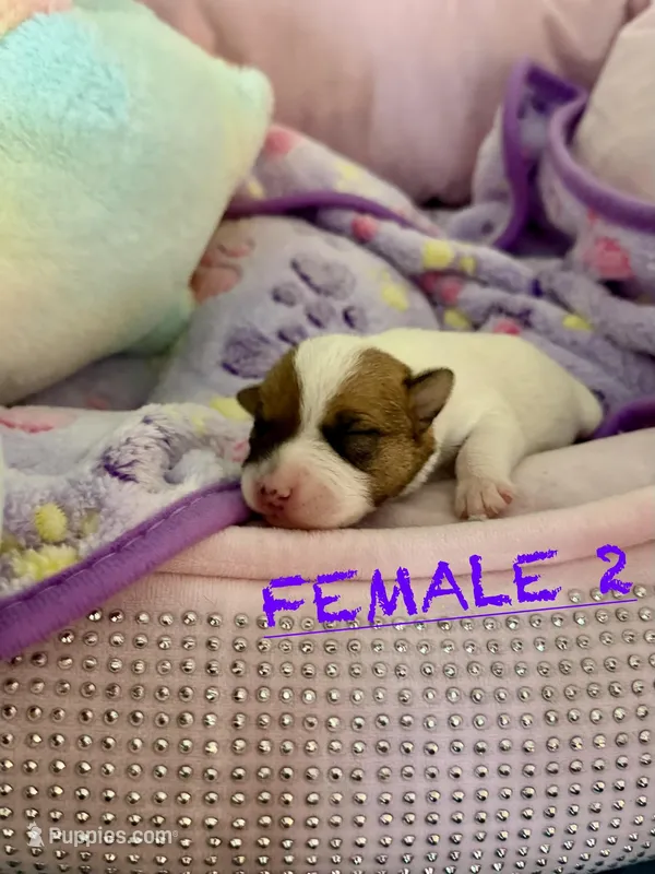 Girl 1 – Parson Russell Terrier puppy for sale in Joppa, MD