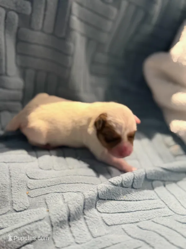 Female Puppy 1  – Parson Russell Terrier puppy for sale in Joppa, MD