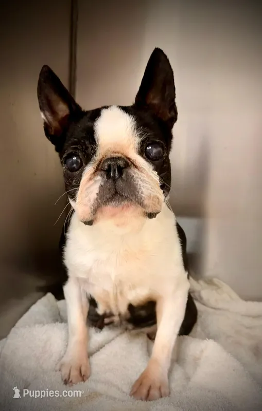 Available for Adoption – Boston Terrier puppy for sale in Joppa, MD