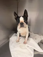 Available for Adoption, a female Boston Terrier for sale in Joppa, MD – Photo 2 of 2