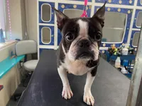 For Adoption, a female Boston Terrier for sale in Joppa, MD – Photo 2 of 2