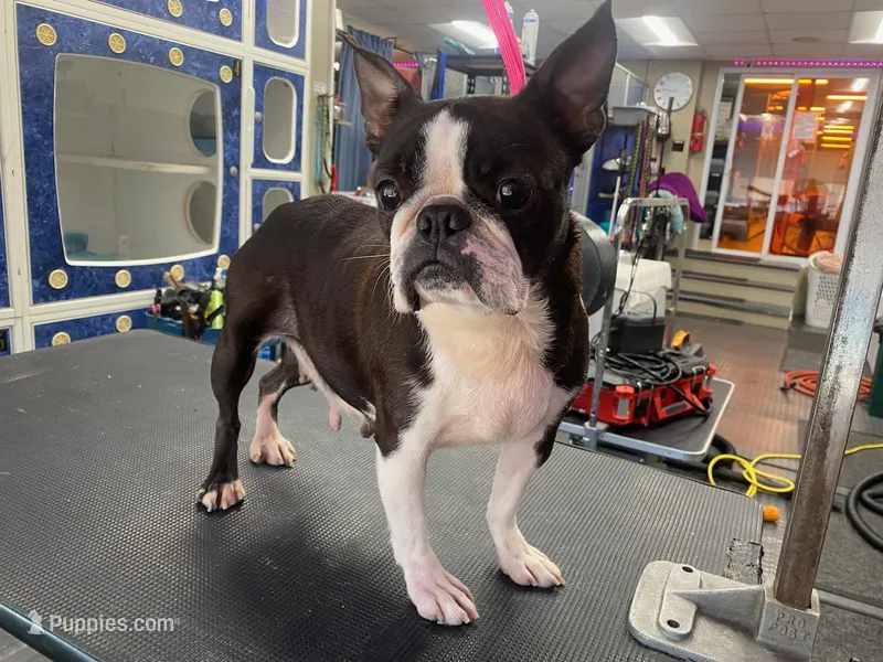 For Adoption – Boston Terrier puppy for sale in Joppa, MD