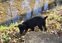 Sarah, a female Rottweiler for sale in Mifflin, PA – 3 of 3
