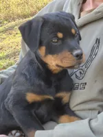 Parker, a female Rottweiler for sale in Mifflin, PA – 3 of 3