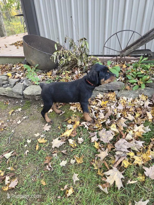Ellie – Rottweiler puppy for sale in Mifflin, PA