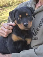 Parker, a female Rottweiler for sale in Mifflin, PA – 2 of 3