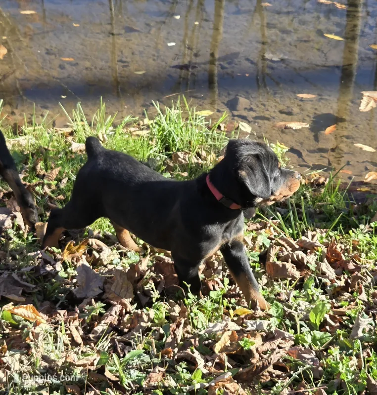 Brooklynn – Rottweiler puppy for sale in Mifflin, PA
