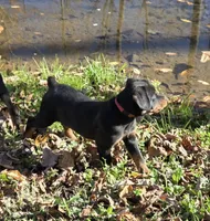 Brooklynn, a female Rottweiler for sale in Mifflin, PA – 1 of 1
