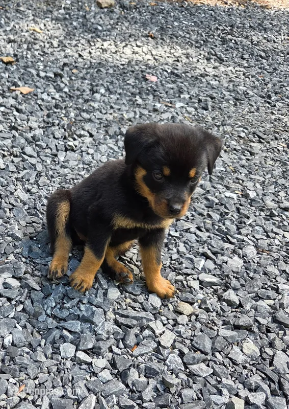 Ellie – Rottweiler puppy for sale in Mifflin, PA