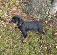 Fiona, a female Rottweiler for sale in Mifflin, PA – 2 of 2
