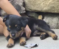 Skye, a female Rottweiler for sale in Mifflin, PA – 2 of 4