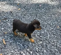 Fiona, a female Rottweiler for sale in Mifflin, PA – 1 of 4