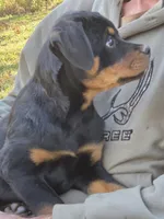 Parker, a female Rottweiler for sale in Mifflin, PA – 1 of 3