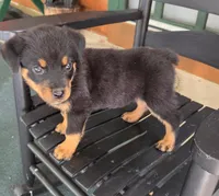 Fiona, a female Rottweiler for sale in Mifflin, PA – 2 of 4