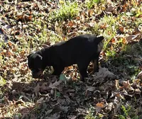 Sarah, a female Rottweiler for sale in Mifflin, PA – 2 of 3