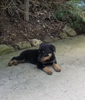 Skye, a female Rottweiler for sale in Mifflin, PA – 3 of 4