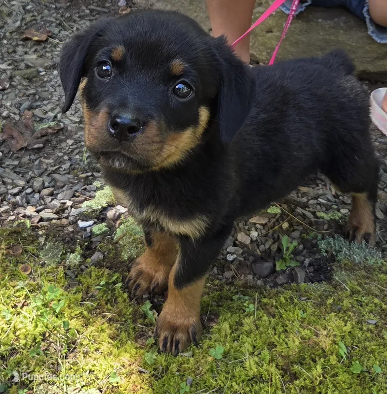 Pepples – Rottweiler puppy for sale in Mifflin, PA