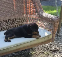 Emerson, a male Rottweiler for sale in Mifflin, PA – 1 of 1