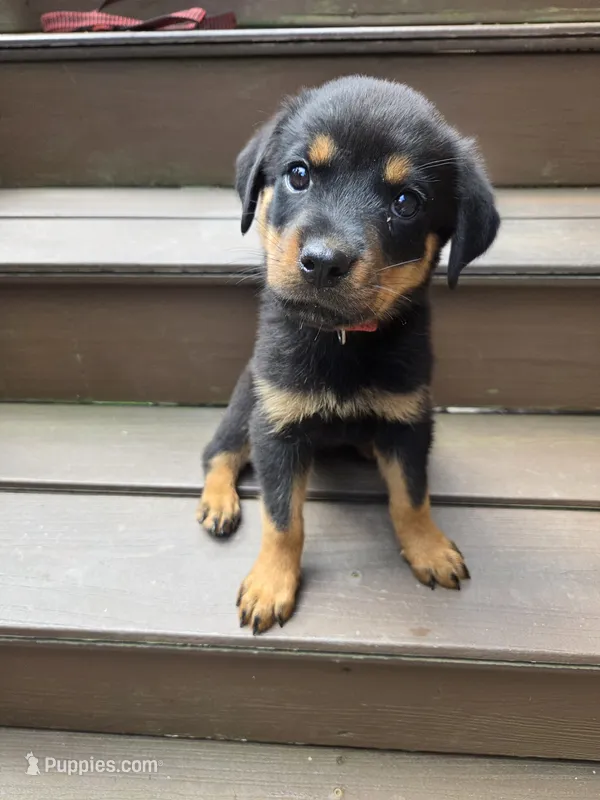 Parker – Rottweiler puppy for sale in Mifflin, PA