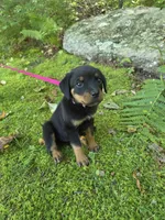 Pepples, a female Rottweiler for sale in Mifflin, PA – 2 of 2