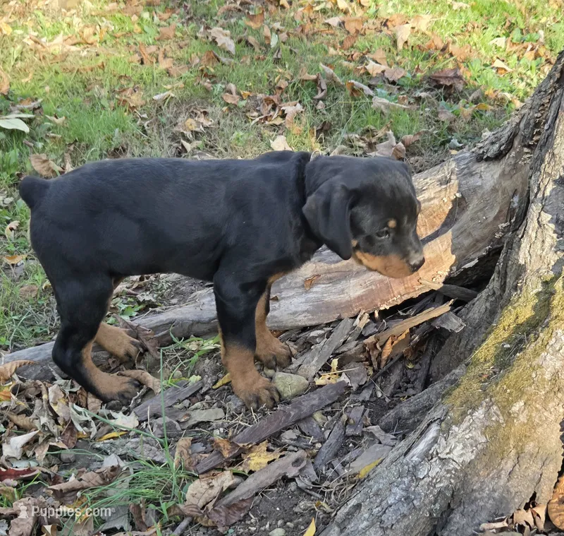 Fiona – Rottweiler puppy for sale in Mifflin, PA
