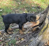 Fiona, a female Rottweiler for sale in Mifflin, PA – 1 of 2