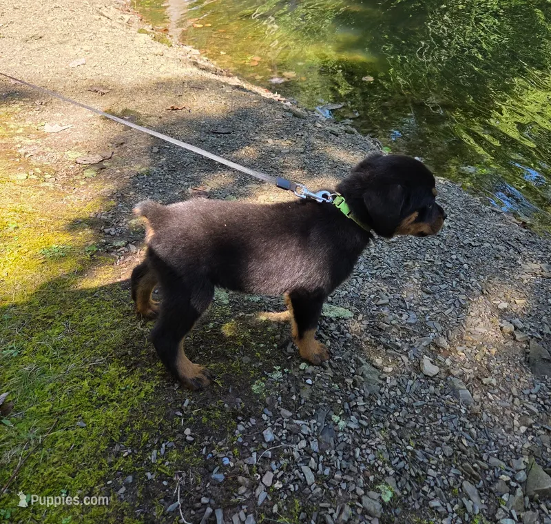 Clover – Rottweiler puppy for sale in Mifflin, PA
