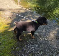 Clover, a male Rottweiler for sale in Mifflin, PA – 1 of 1