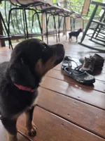 Brooklynn, a female Rottweiler for sale in Mifflin, PA – 2 of 2