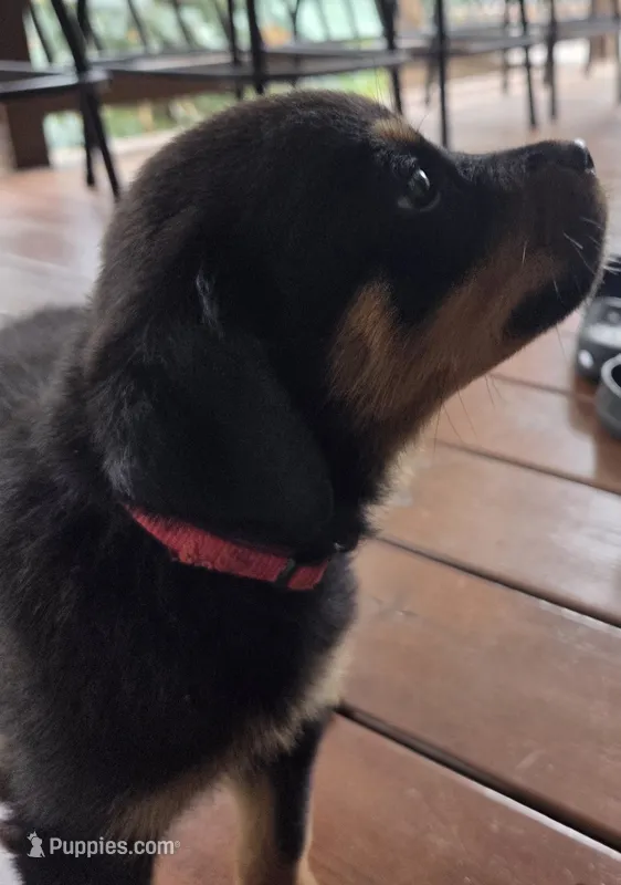 Brooklynn – Rottweiler puppy for sale in Mifflin, PA
