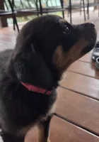 Brooklynn, a female Rottweiler for sale in Mifflin, PA – 1 of 2