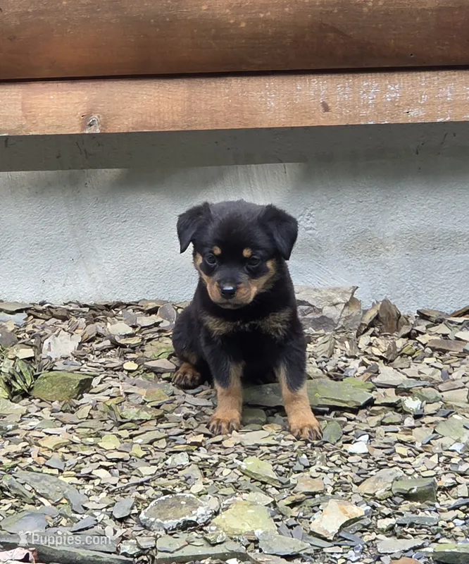 Skye – Rottweiler puppy for sale in Mifflin, PA
