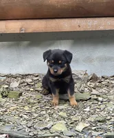 Skye, a female Rottweiler for sale in Mifflin, PA – 1 of 4