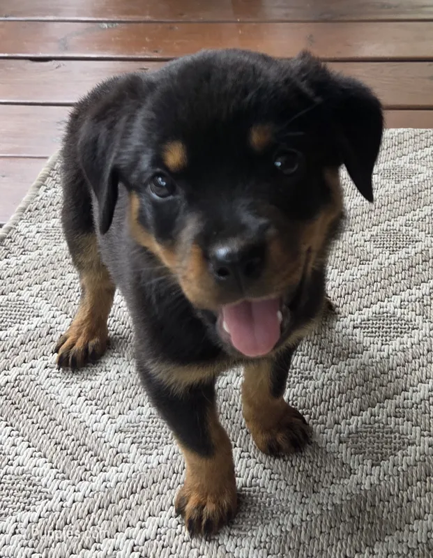Sarah – Rottweiler puppy for sale in Mifflin, PA