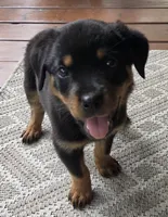 Sarah, a female Rottweiler for sale in Mifflin, PA – 1 of 1
