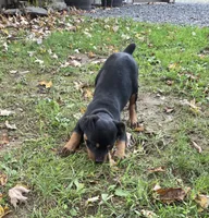 Ellie, a female Rottweiler for sale in Mifflin, PA – 2 of 3