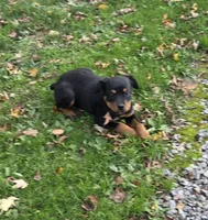 Ellie, a female Rottweiler for sale in Mifflin, PA – 3 of 3