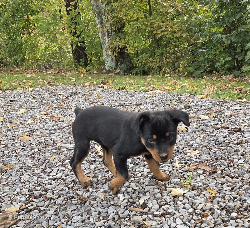 Skye – Rottweiler puppy for sale in Mifflin, PA