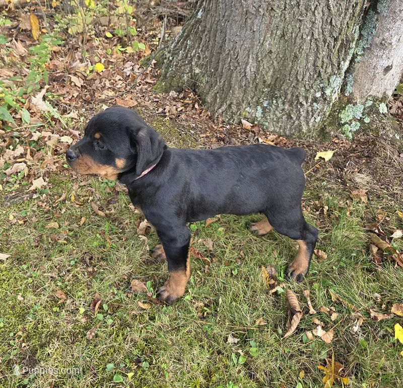 Sarah – Rottweiler puppy for sale in Mifflin, PA