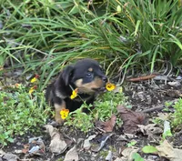 Skye, a female Rottweiler for sale in Mifflin, PA – 4 of 4