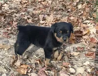 Parker, a female Rottweiler for sale in Mifflin, PA – 1 of 1