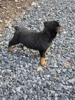 Fiona, a female Rottweiler for sale in Mifflin, PA – 3 of 4