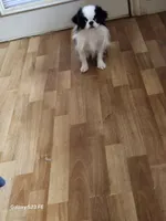 Ettas Believe it or not Ripley, a male Japanese Chin for sale in Perkins, OK – 7 of 8