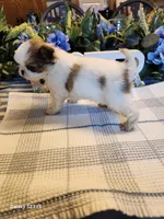 Stella, a female Japanese Chin for sale in Perkins, OK – Photo 4 of 8