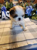 Stella, a female Japanese Chin for sale in Perkins, OK – Photo 6 of 8