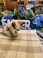 Stella, a female Japanese Chin for sale in Perkins, OK – Photo 8 of 8