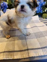 Stella, a female Japanese Chin for sale in Perkins, OK – Photo 5 of 8